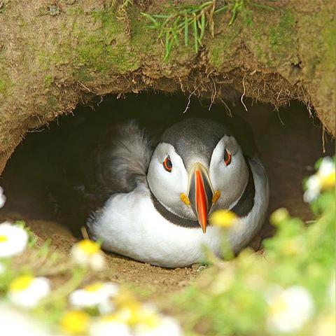 种树的四个步骤：选择位置、准备土壤、挖洞栽植、浇水施肥的技巧