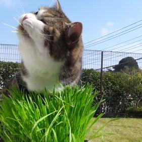 (猫咪种植园攻略)探秘猫咪种植园：与可爱的小猫咪共同生长的奇妙之地