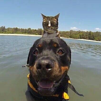 以刺激与色彩碰撞为要点，探讨新潮滑板色彩冲浪游戏在青少年群体中的流行趋势与深远影响