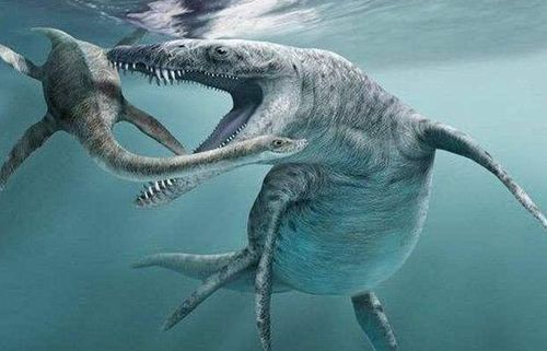 (鲨鱼皇鞋业有限公司)探秘皇家奇兵鲨网猎手：海底世界的神秘之旅