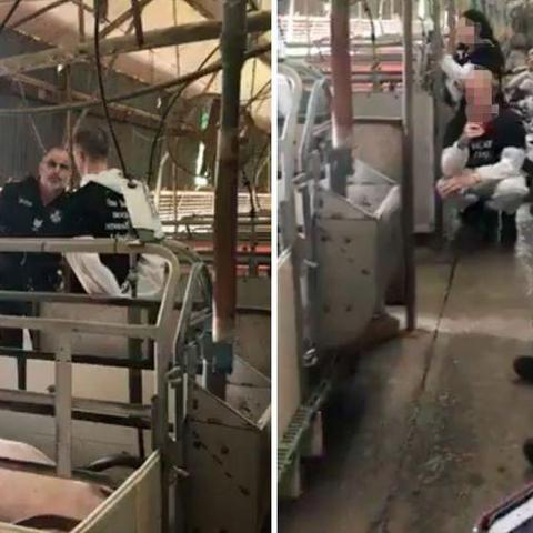 阳光养猪场红包版免广告玩法揭秘,让你轻松赚取现金红包的秘密 阳光养猪场红包版免广告玩法揭秘,让你轻松赚取现金红包的秘密