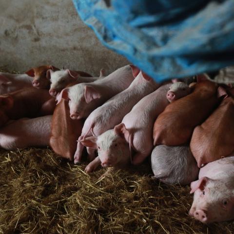 阳光养猪场红包版免广告玩法揭秘,让你轻松赚取现金红包的秘密 阳光养猪场红包版免广告玩法揭秘,让你轻松赚取现金红包的秘密