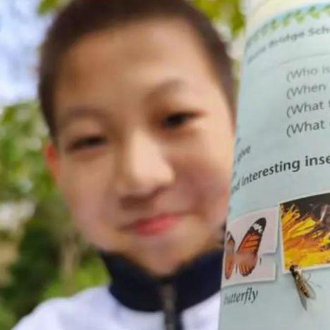 (学校不让用小蜜蜂)教育部明令禁止学校使用小蜜蜂作为教学道具 (学校不让用小蜜蜂)教育部明令禁止学校使用小蜜蜂作为教学道具