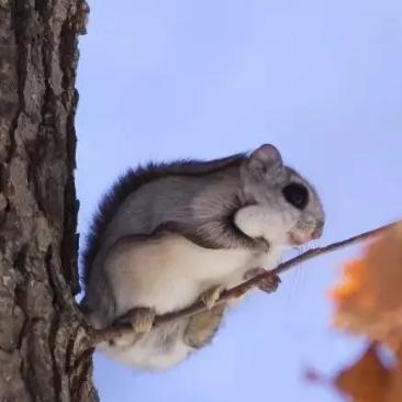 (两个宠物合成一个宠物的游戏)怀旧经典：两只宠物变身新宠物的合成游戏