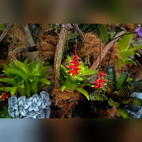 (精灵世界里的神奇宝贝大师)探秘精灵宝贝世界:详细指南解析怎样才能获取稀有的大师球 (精灵世界里的神奇宝贝大师)探秘精灵宝贝世界:详细指南解析怎样才能获取稀有的大师球