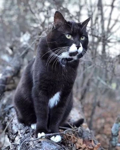 (勇敢冒险无所畏惧)勇敢猫：无畏探险者与胆怯战胜者，勇气与智慧的结合"。