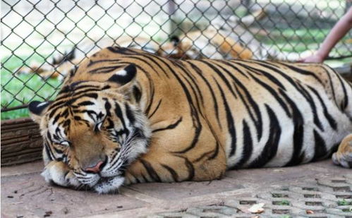 深度解析成语'老虎下山一张皮'的寓意及其在实际生活中的运用和影响