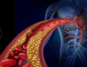 (血蝶图片)血蝶是身体哪个部位？探究身体内脏结构与功能的奥秘