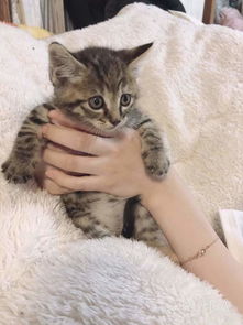 (小猫咪 小游戏)精彩纷呈的小猫咪游戏大全,快来体验可爱喵星人的乐趣!