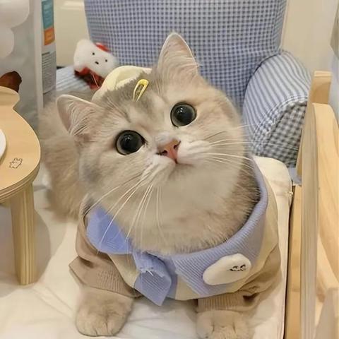 (农村养宠物猫)农村美食文化与可爱猫咪的和谐共生:农村养猫视频分享
