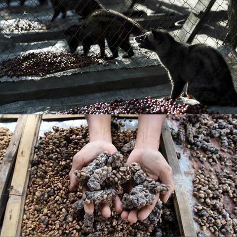 (灵猫传游戏视频)灵猫传官方正版下载:探索神秘古墓,解锁无尽冒险之旅