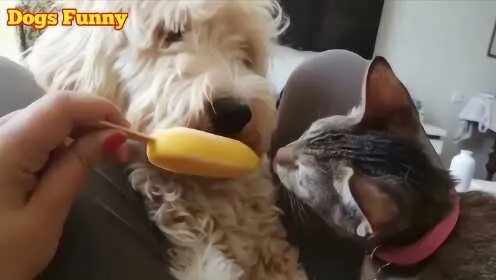 甜蜜分享:与你的宠物猫猫狗狗一同欢享冰淇淋的美好时光,尽享纯净免广告的冷饮体验