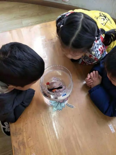 (幼儿园鲤鱼解说全集)班班幼儿园4鲤鱼解说：探究小朋友对水生生物的认知与探索
